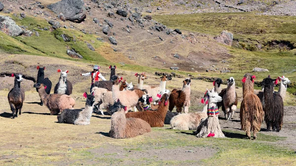 Lama-förpackning i Cordillera Vilcanota, Ausangate, Cusco, Peru — Stockfoto