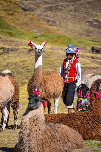 Lama pack in Cordillera Vilcanota, Ausangate, Cusco, Peru — Fotografia de Stock