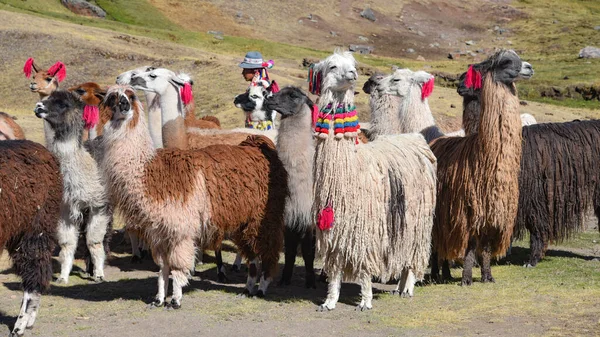 Láma csomag Cordillera Vilcanota, Ausangate, Cusco, Peru helységben — Stock Fotó