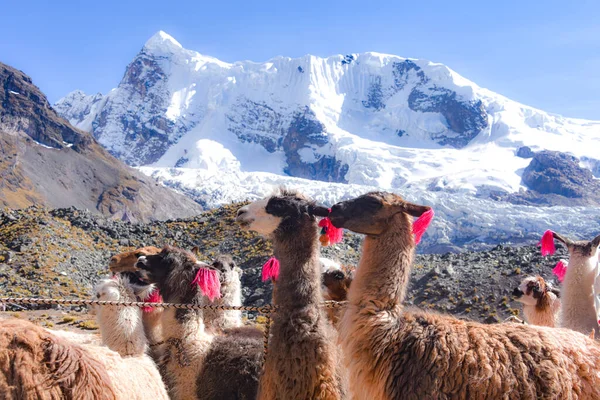 Пакет ламы в Кордилья-Вилканота, Аусангате, Куско, Перу — стоковое фото