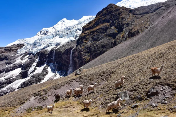 Llamas en una ladera de montaña cerca del glaciar Ausangate. Cusco, Perú — Foto de Stock