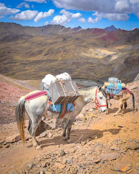 Лошади перевозят грузы по тропам через Анды. Куско, Перу — стоковое фото
