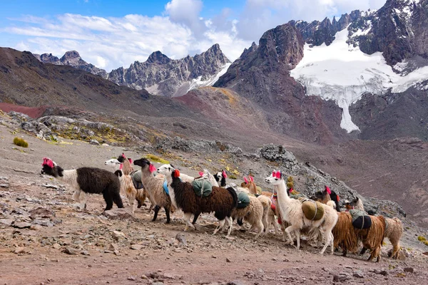 Пакет ламы в Кордилья-Вилканота, Аусангате, Куско, Перу — стоковое фото