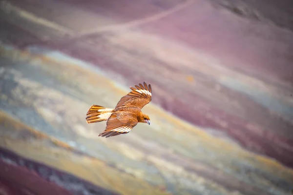 Juvenil Mountain Caracara aves em Vinicunca 'Rainbow Mountain' — Fotografia de Stock