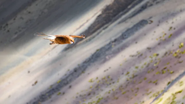 Juvenil Mountain Caracara aves em Vinicunca 'Rainbow Mountain' — Fotografia de Stock