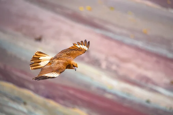 Juvenil Mountain Caracara aves em Vinicunca 'Rainbow Mountain' — Fotografia de Stock