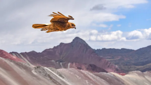 Jovenile Mountain Caracara birds on Vinicunca 'Rainbow Mountain'. Cusco, Peru — Fotografia de Stock