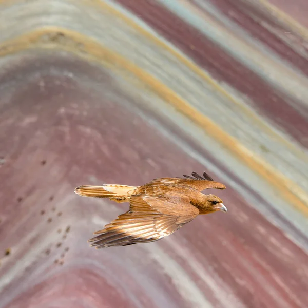 Jovenile Mountain Caracara birds on Vinicunca 'Rainbow Mountain'. Cusco, Peru — Fotografia de Stock