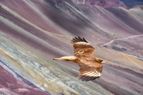 Aves de Caracara na "Montanha do Arco-Íris" de Vinicunca. Cusco, Peru — Fotografia de Stock