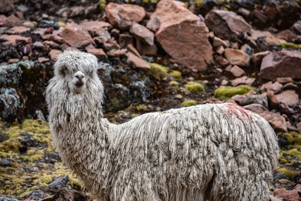 Ausangate yakınlarındaki dağlarda Alpakalar, Cusco, Peru — Stok fotoğraf