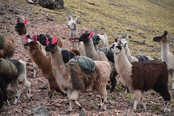 Un branco di lama trasporta merci lungo un sentiero nelle Ande vicino Cusco, Perù — Foto Stock