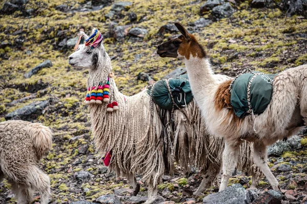 Un branco di lama trasporta merci lungo un sentiero nelle Ande vicino Cusco, Perù — Foto Stock