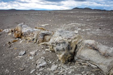 Keşfedilmemiş dinozor kemikleri kumların altında fosilleşmiş. Nazca, Peru