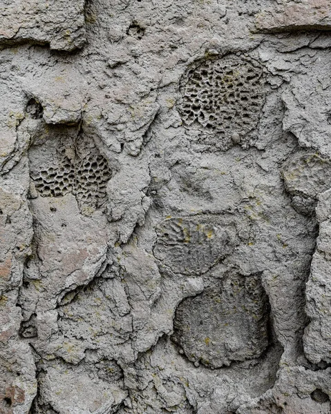 Fossilized corals on a sandstone cliff face in the Nazca desert, Peru — Stock Photo, Image