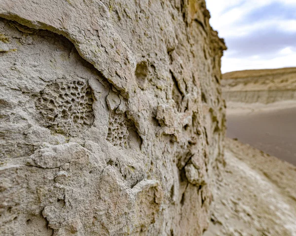 Corales fosilizados en un acantilado de piedra arenisca en el desierto de Nazca, Perú — Foto de Stock