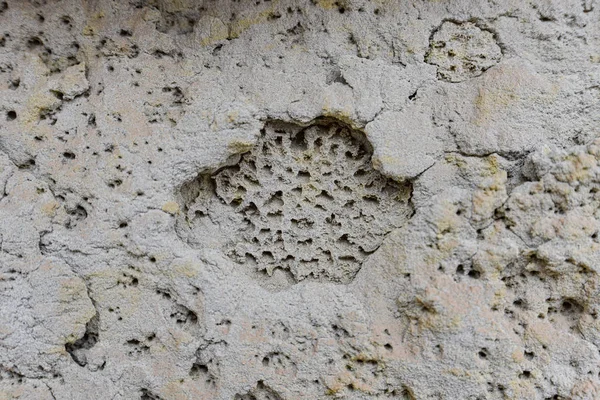 Corales fosilizados en un acantilado de piedra arenisca en el desierto de Nazca, Perú —  Fotos de Stock
