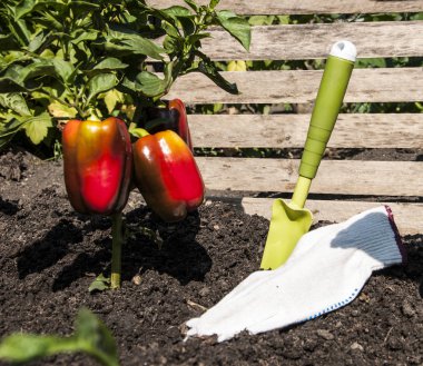 Ed biber çiftlik ağaç üzerinde asılı