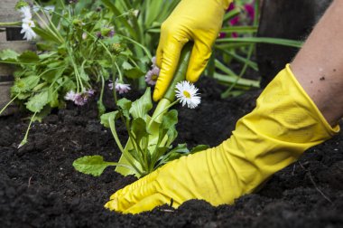 bir bahçede çiçek dikim