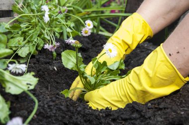 bir bahçede çiçek dikim