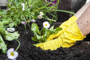 bir bahçede çiçek dikim