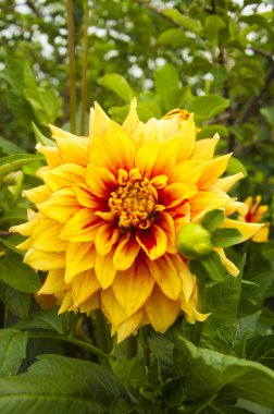 Parkta sarı yıldız çiçeği