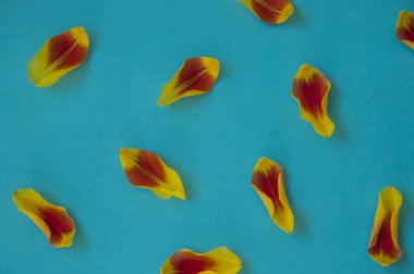 Çiçek aranjmanı. Mavi arka planda sarı çiçek yaprakları olan kart. Düz yatış, üst görünüm