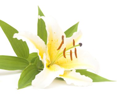 Beyaz arka planda izole çiçek ışık zambak.