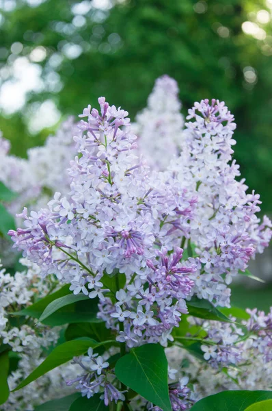 Spring view of lilac tree flowers. Lilac blooms in spring. Lilac flowers bloom in spring