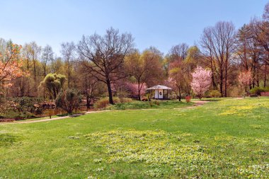 Sakura Japon bahçesinde N.V. Tsitsin ana Botanik Bahçesi (Ras Mbg) çiçeklenme. Rusya, Moskova. 3 Mayıs 2018
