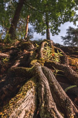 Ağacın kökü yosunlu..