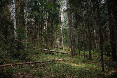 Ormanın yeşil çalılığı.