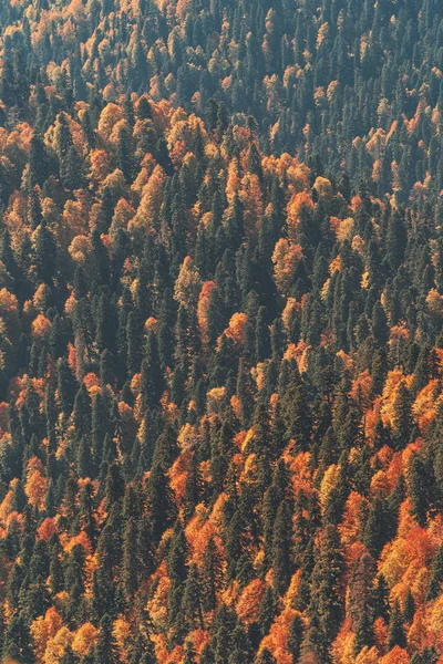 Autumn forest. Background. Forest from above. Season.