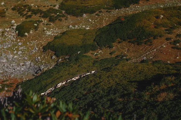 Uma Manada Cabras Nas Montanhas Rosa Khutor Sochi — Fotografia de Stock