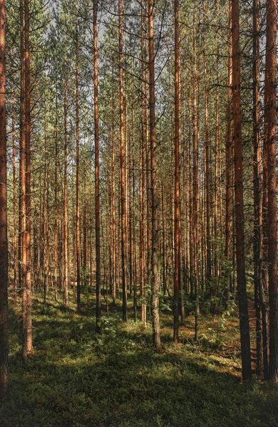Сонячне Світло Сосновому Лісі — стокове фото