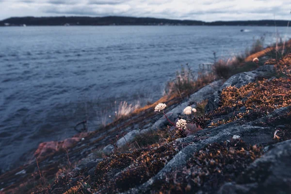 Північна Квітка Природи Схилі Гори Біля Річки — стокове фото