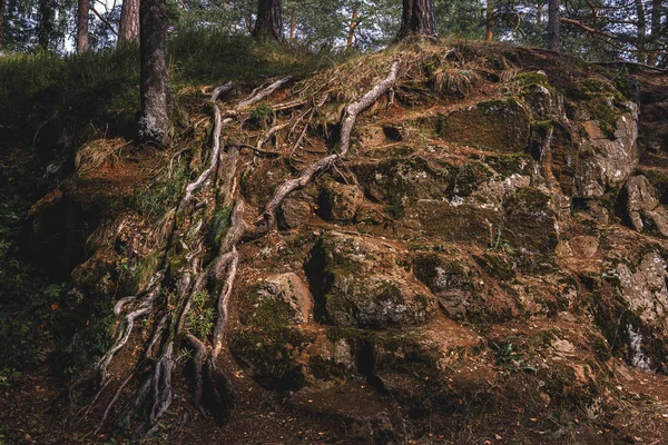 Objemový Kořen Stromu Mechem Kamenech — Stock fotografie