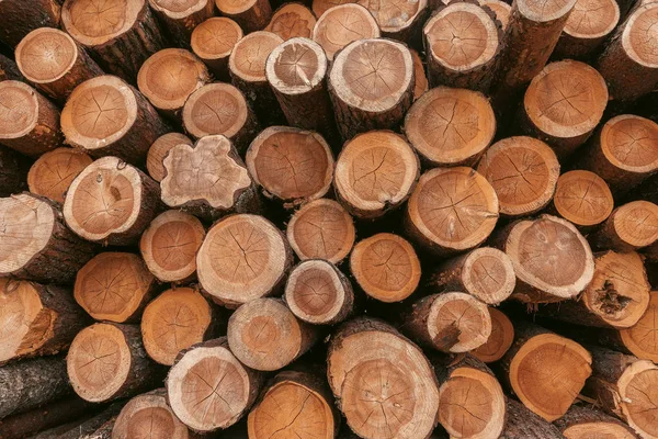 Cut Tree Trunk Wood Texture Log House Wallpaper — Stock Photo, Image