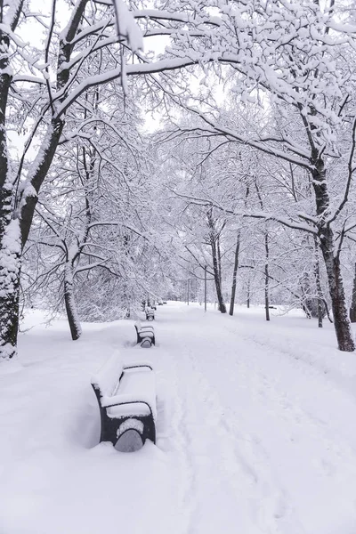 Landschap Van Een Winterbos Natuur Winter Bank Een Winterpark — Stockfoto