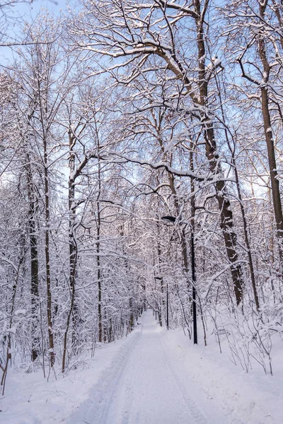 Vicolo Neve Nella Foresta Inverno Nel Parco Impronte Sulla Neve — Foto Stock