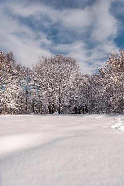 Paisagem Uma Floresta Inverno Natureza Inverno Lojas Parque Inverno — Fotografia de Stock