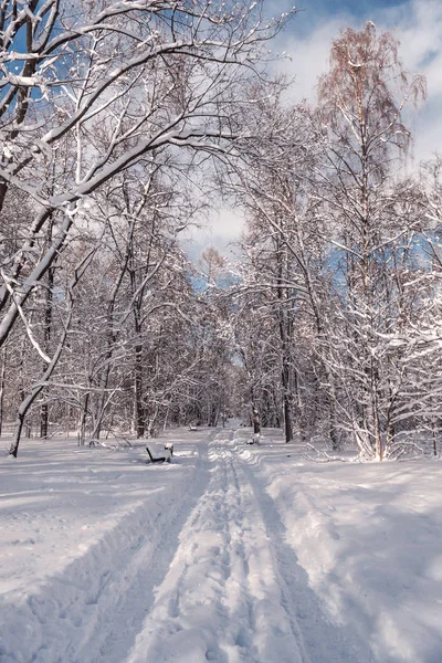 Paysage Une Forêt Hiver Nature Hiver Commerces Dans Parc Hiver — Photo