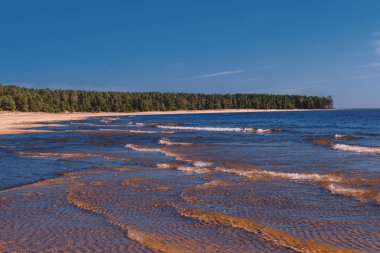 Ladoga Gölü kıyısında. Sahilde dalgalar ve kıyı şeridi. Yaz manzarası.