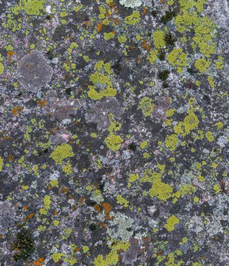 Taşta yosun var. Taşta çatlaklar var. Doku ve arkaplan