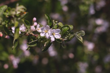 Elma ağacının çiçek açan dalı. Baharın başlarında açan bahçe