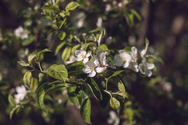 Elma ağacının çiçek açan dalı. Baharın başlarında açan bahçe