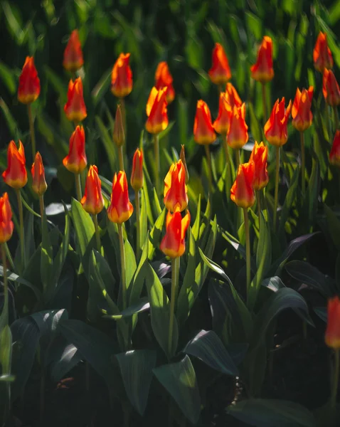 Red Yellow Tulips Spring Flowers Light Sun — Stock Photo, Image