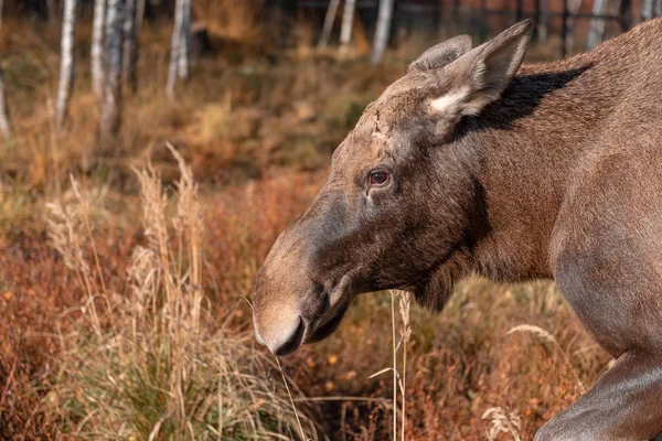 Vtipný Los Ukazuje Jazyk Moose Jíst Mrkev Procházky Přírodě — Stock fotografie