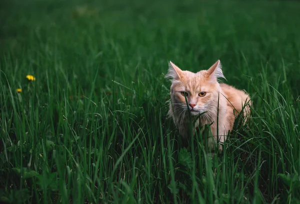 Gato Rojo Paseo Gato Hierba Verde —  Fotos de Stock