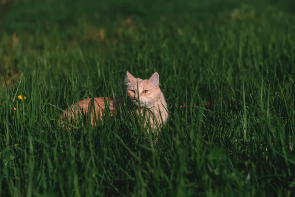 Red cat on a walk. Cat in the green grass.