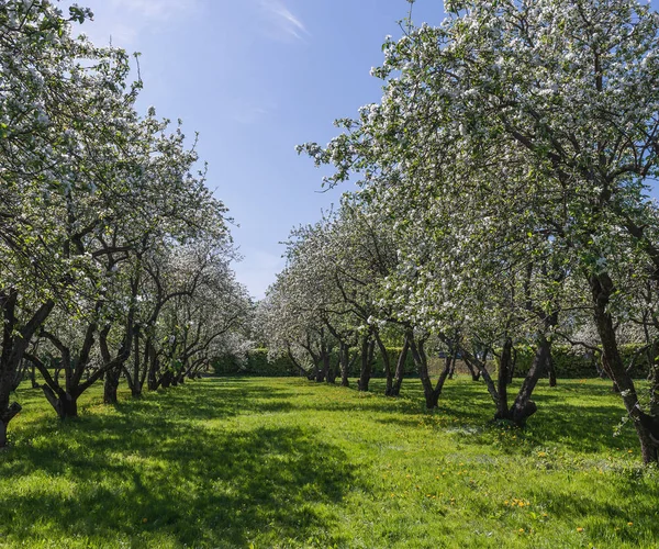 Цветущий Яблоневый Сад Ранней Весной Аллея Деревьев — стоковое фото